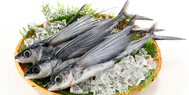 とびうお 飛魚 大阪市中央卸売市場